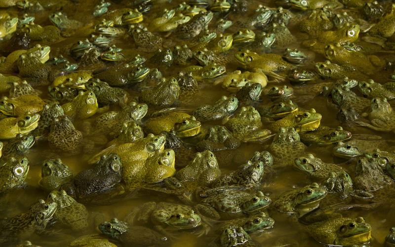 Bullfrogs at Jurong Frog Farm